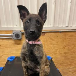 Dutch Shepherd Puppies from Blackcraft K9