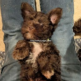AKC green ribbon - Liver male Miniature Schnauzer puppy in Greencastle, Indiana from Tiny Tushy Lodge