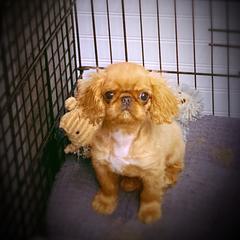 English Toy Spaniel Puppies from Skyline