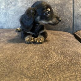 Boy 2 - Black male Dachshund puppy in Merced, California from JBDKennel