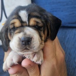 Lilly - Black brown and white female Basset Hound puppy in Fort Leonard Wood, Missouri from Ozark Hounds