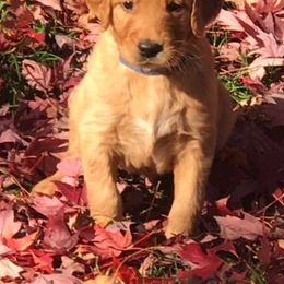 Golden Retrievers from Hunt 'Em Up Goldens