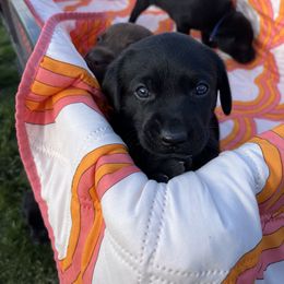 Labrador Retriever Puppies from Burks Retrievers