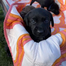 Labrador Retriever Puppies from Burks Retrievers