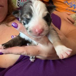 Juniper - Blue merle female Australian Shepherd puppy in Four Oaks, North Carolina from RoseWest Farms