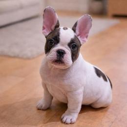 Spark - Fawn and white male French Bulldog puppy in Lakeland, Florida from Fur Love And Puppies
