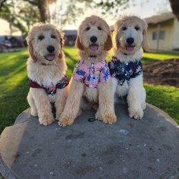 Goldendoodle Puppies from Doodle Love 559