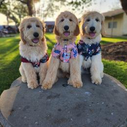 Goldendoodle Puppies from Doodle Love 559
