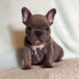 French Bulldog Puppies from Flawlessly French Bulldogs