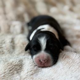 Biscuit - Tri-color male Bernedoodle puppy in Jacksonville, Florida from Dandelion Doodles