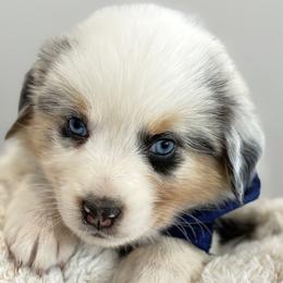 Girl 1 - female Australian Shepherd puppy in Benicia, California from Aussie-Love