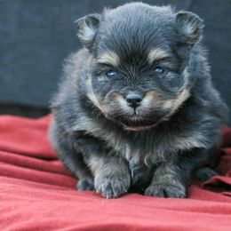 Ivy - Black and tan female Pomeranian puppy in Bremen, Indiana from AMS Pomeranians and Pomskies in Indiana