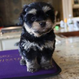 Rosebud - Black and tan female Havanese puppy in Hamptonville, North Carolina from Alabama Havanese Kennel Tidewater Kennel