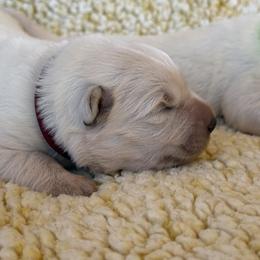 Girl 2 - White female Berger Blanc Suisse puppy in Bexar County, Texas from Scenic Creek German Shepherds and White Swiss Shepherds
