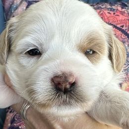Milky Way - Buff and white Cockapoo puppy in Roseville, California from Darby Park Doodles