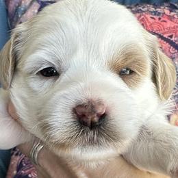 Milky Way - Buff and white Cockapoo puppy in Roseville, California from Darby Park Doodles