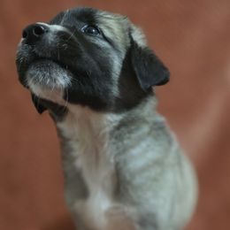 Riley - Fawn female Anatolian Shepherd Dog puppy in Drop Off To You, Florida from Florida Anatolian Shepherds