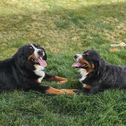 Bernese Mountain Dog puppies from Happy Valley Puppies