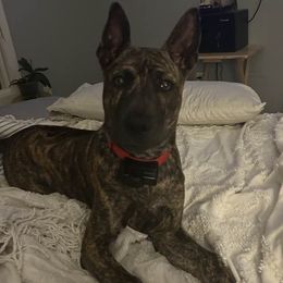 Rasta - Vietnamese Phu Quoc Ridgeback