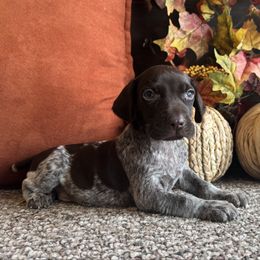 Gunther - Liver roan male German Shorthaired Pointer puppy in Ulen, Minnesota from North Wind Gundogs