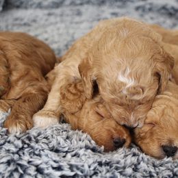 Bernedoodle, Goldendoodle, and Poodle Puppies from Raintree Standard Poodles & Mini Doodles