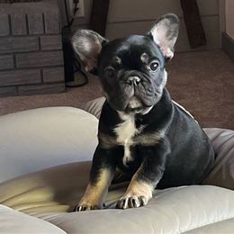 Maizie - French Bulldog