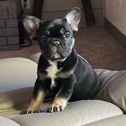 Maizie - French Bulldog