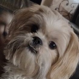 Shih Tzus from Sassy Little Shih Tzu's