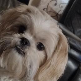 Shih Tzus from Sassy Little Shih Tzu's