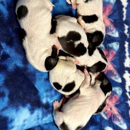 Papillon Puppies from Cloud Papillon