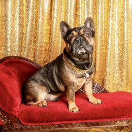 Kenny - French Bulldog