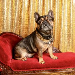 Kenny - French Bulldog