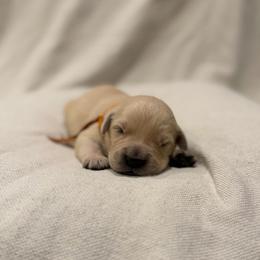 Female pick 4 - Golden female Golden Retriever puppy in Colville, Washington from Columbia Ridge Goldens