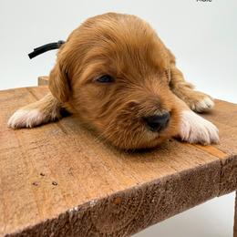 M M - Red  male Goldendoodle puppy in Sunman, Indiana from Brunsman Country Doodles LLC