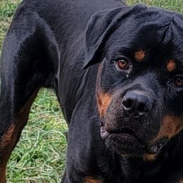 Miniature Schnauzers and Rottweilers from Rough Creek Kennels