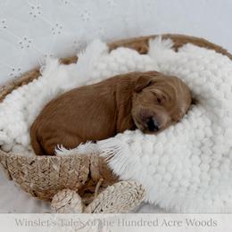 Hunny - Apricot female Goldendoodle puppy in Roanoke Rapids, North Carolina from Sweeter than Honey Doodles