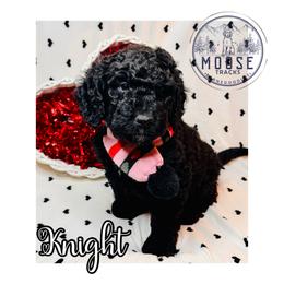Knight - Black male Bernedoodle puppy in Belleville, Michigan from Moose Tracks Bernedoodles