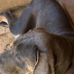 Anson - Great Dane