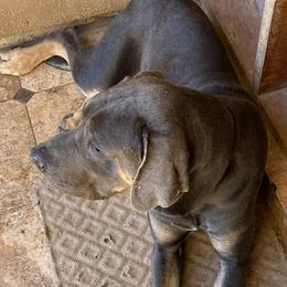 Anson - Great Dane
