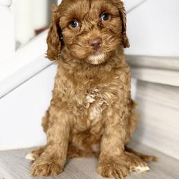 Hot Pink - Red female Australian Labradoodle puppy in Antelope, California from Adorable Labradoodle