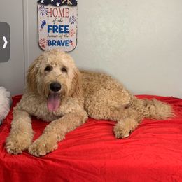 Bernedoodle, Goldendoodle, and Poodle Puppies from Poodle and Doodle Haven