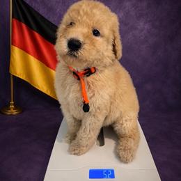 Germany - Apricot male Goldendoodle puppy in Houston, Texas from Were The Mack'Doodles