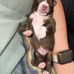 Cinnamon - Red tri-color female Miniature American Shepherd puppy in Minden, Louisiana from Ironwood Creek