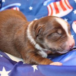 Austin - Red tri-color male Australian Shepherd puppy in Plantersville, Texas from Jak Se Auss