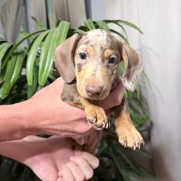 Mocha Chocolate Dapple - Dapple male Dachshund puppy in Bremen, Georgia from Jones Royal Kennels / Jones Miniature Dachshunds
