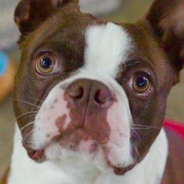 Boston Terriers from Celtic Kennel Bostons