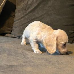 Sporty - Cream female Dachshund puppy in Sebring, Florida from Mini Weenies