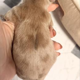 Dapple girl - Dapple female Dachshund puppy in Newark, Delaware from Rich Point
