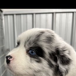 Australian Shepherd and Miniature Australian Shepherd Puppies from L Bar W Aussie Ranch