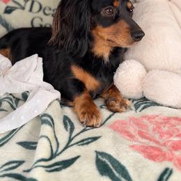 Dachshund puppies from The Well Tempered Dachshund